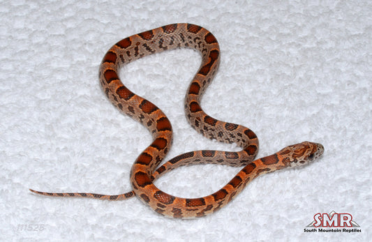 Sunkissed Extreme Okeetee 12" Female for sale by South Mountain Reptiles