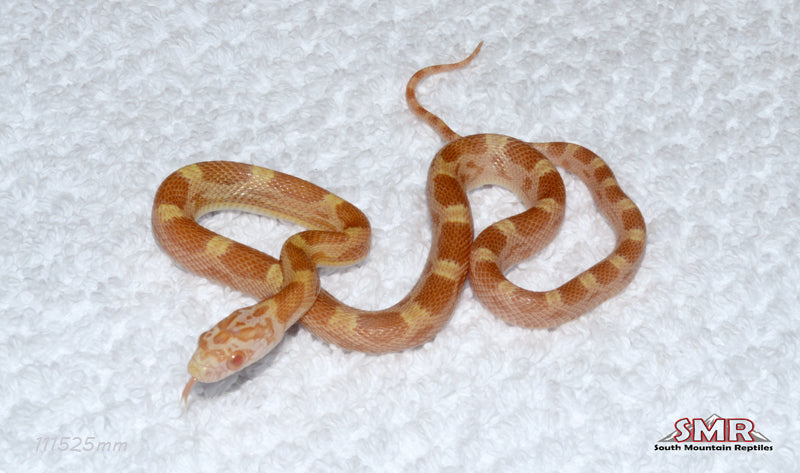 Saffron Motley 11" Male for sale by South Mountain Reptiles