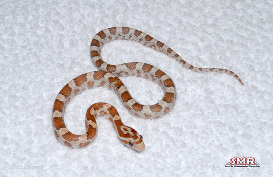 Ultramel Kastanie 12" Female for sale by South Mountain Reptiles