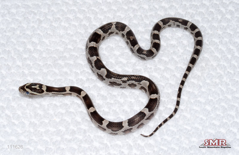 Black Specter female