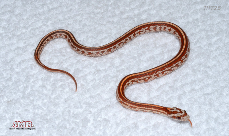 Hypo Tessera 12" Female for sale by South Mountain Reptiles