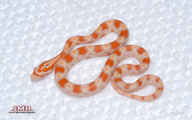 Buf Reverse Okeetee female