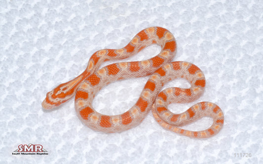 Buf Reverse Okeetee female
