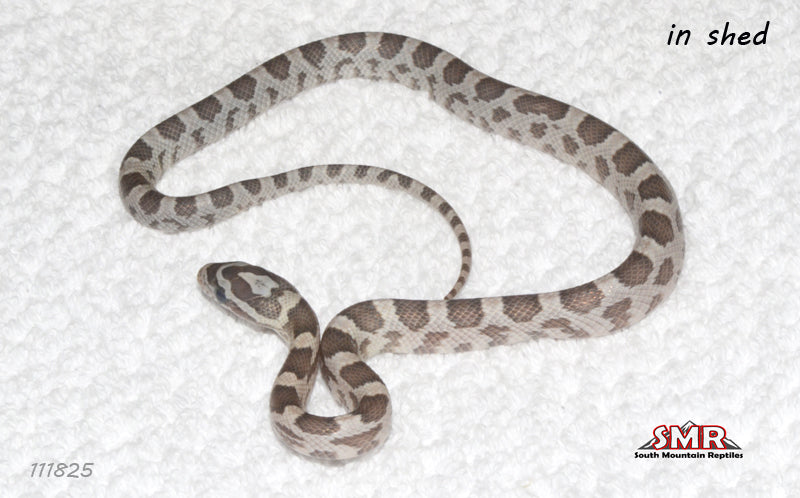 Specter 11" male for sale by South Mountain Reptiles
