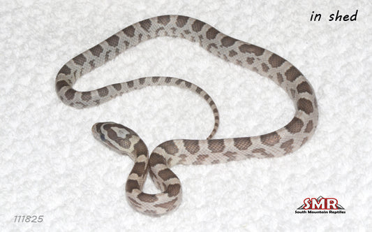 Specter 11" male for sale by South Mountain Reptiles