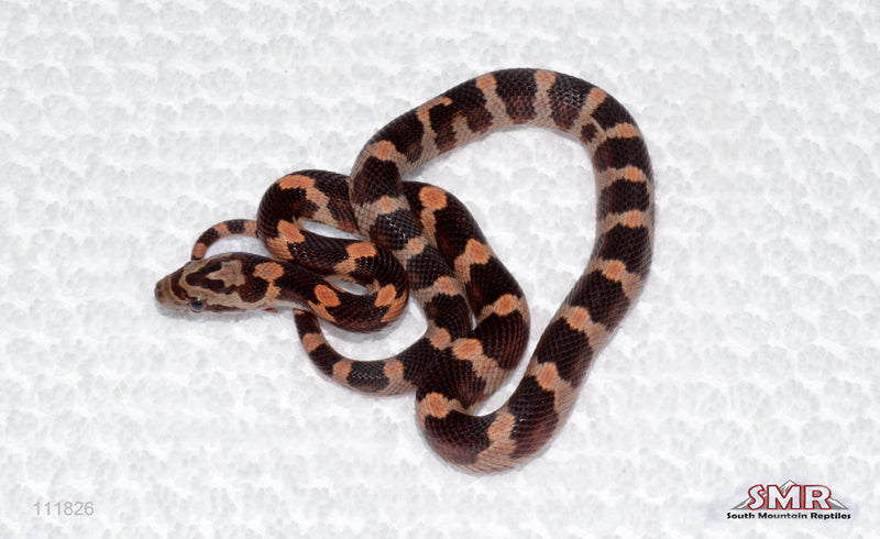 Red Okeetee het RF and RC male