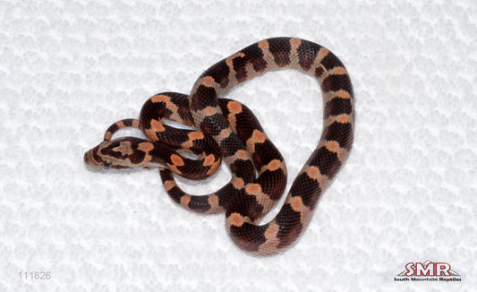 Red Okeetee het RF and RC male