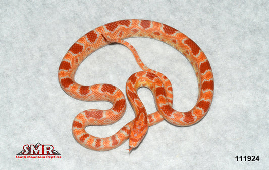 Fluorescent Amel 20" FEmale