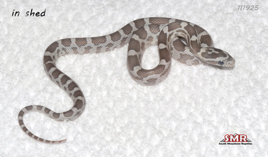 Specter 11" Female for sale by South Mountain Reptiles