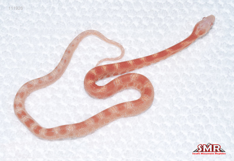 Microscale Amel, het Caramel male