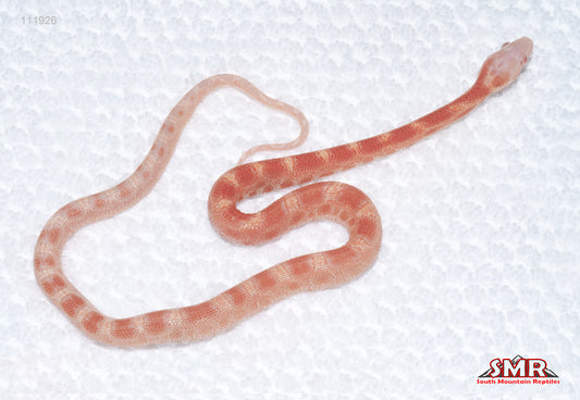 Microscale Amel, het Caramel male