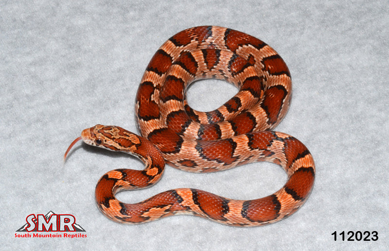 Extreme Okeetee P/H Cherry – South Mountain Reptiles