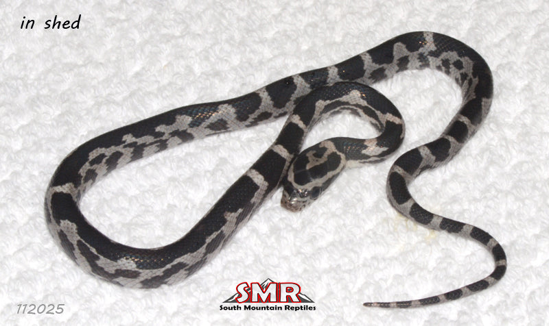 Aberrant Anery (SPECTER) 12" Female for sale by South Mountain Reptiles