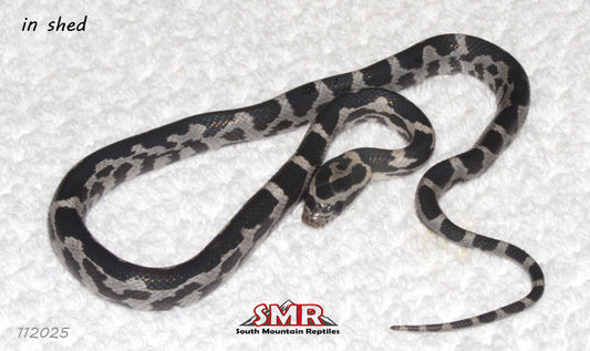Aberrant Anery (SPECTER) 12" Female for sale by South Mountain Reptiles