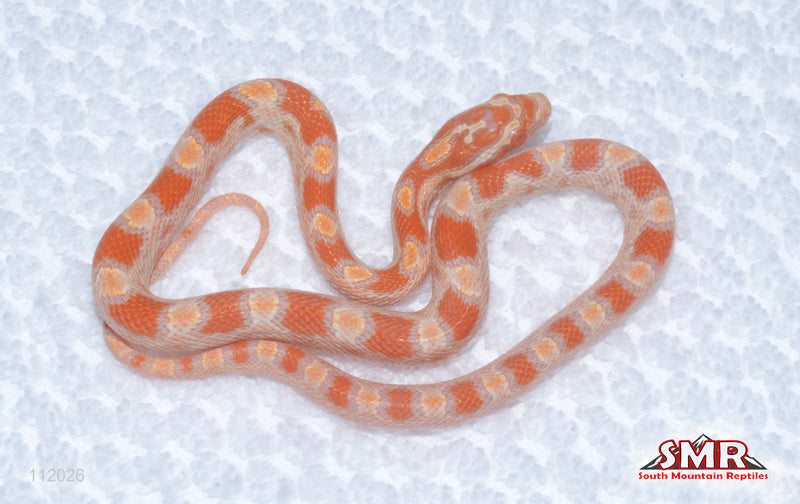 Buf Reverse Okeetee female