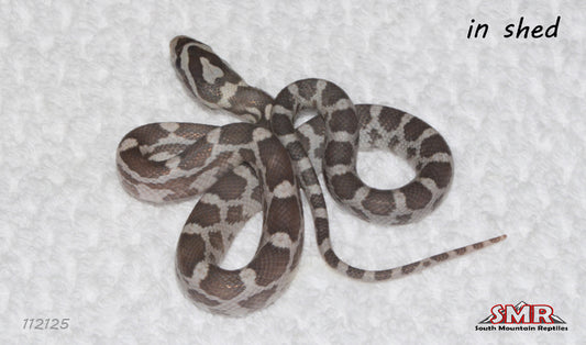 Specter 11" Male (UNSHED/UNFED) for sale by South Mountain Reptiles