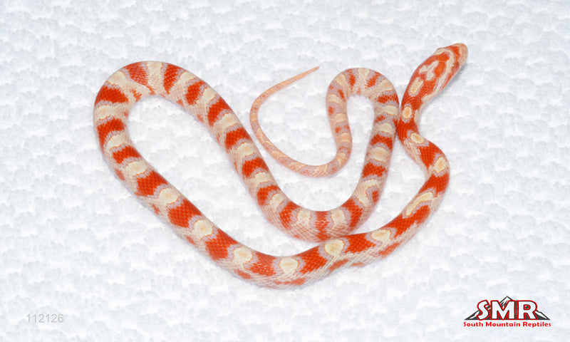 High-white Reverse Okeetee male