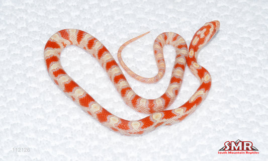 High-white Reverse Okeetee male