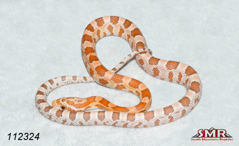 Mandarin Ultramel 16" Female