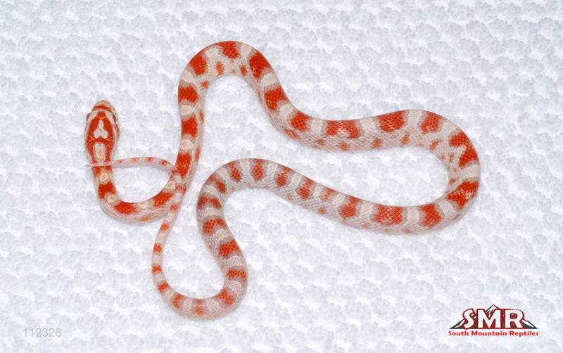 High-white Reverse Okeetee female