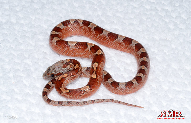 Bloodred Pos-het P/S male