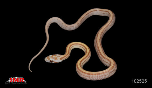 Striped Amber 13" Male for sale by South Mountain Reptiles