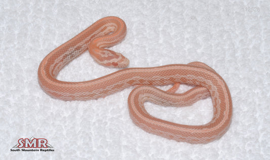 Salmon Snow Tessera male for sale by South Mountain Reptiles