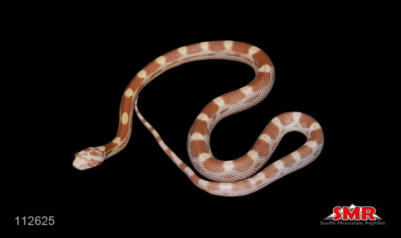 Saffron 13" Male for sale by South Mountain Reptiles