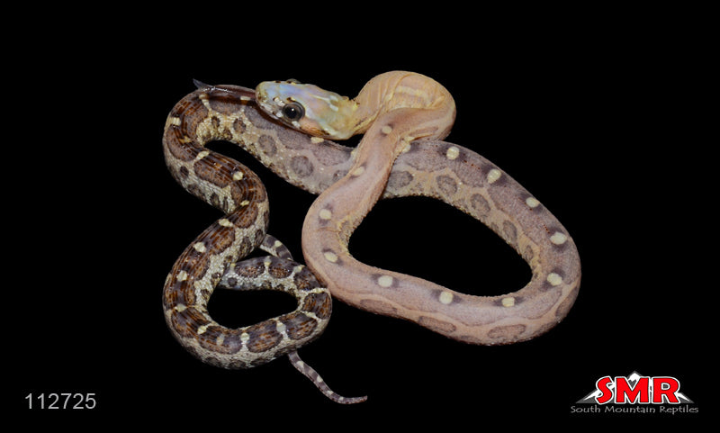 Scaleless Caramel 12" Female for sale by South Mountain Reptiles