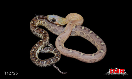 Scaleless Caramel 12" Female for sale by South Mountain Reptiles