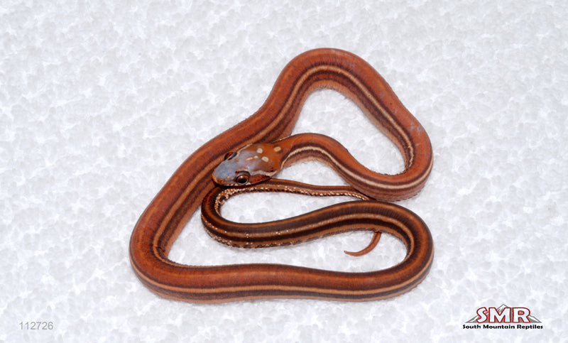 Scaleless Tessera male for sale by South Mountain Reptiles