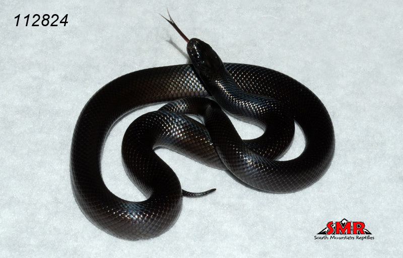 Mexican Black Kingsnake 17" Male