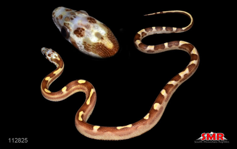 MicroscaleLESS Caramel Motley 17" Male for sale by South Mountain Reptiles