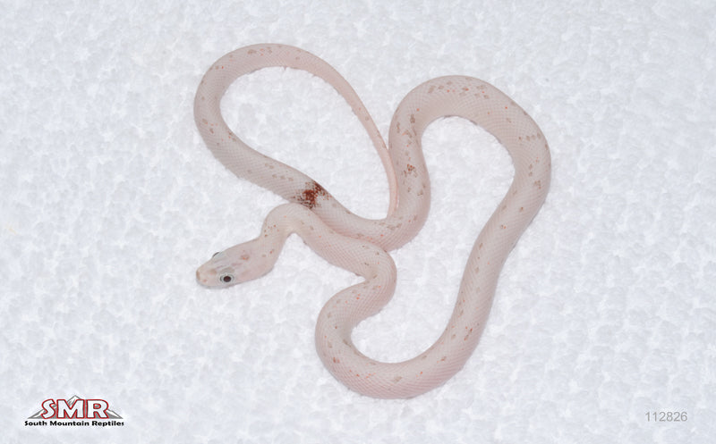 Palmetto, het Caramel female for sale by South Mountain Reptiles