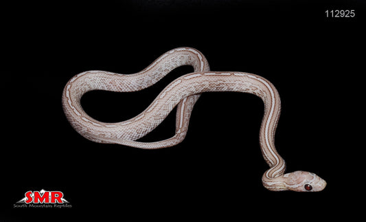 Charcoal Tessera 12" Female for sale by South Mountain Reptiles