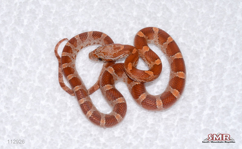Masque Diffused corn male