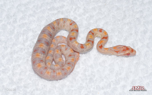 Motes Line Reverse Okeetee male for sale by South Mountain Reptiles