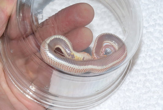 Albino Super Anaconda Hognose male for sale by South Mountain Reptiles