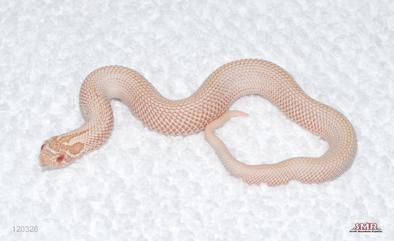 Albino Super Anaconda Hognose male