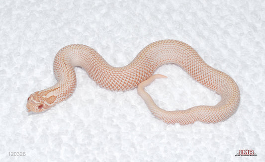 Albino Super Anaconda Hognose male for sale by South Mountain Reptiles