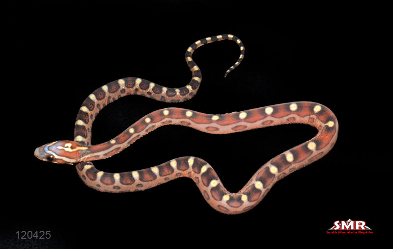 Scaleless cornsnake 13" Female for sale by South Mountain Reptiles