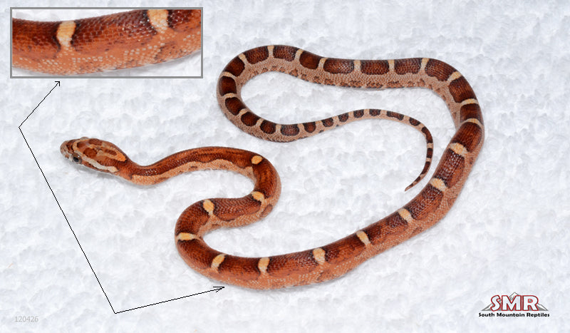 MicroscaleLESS female