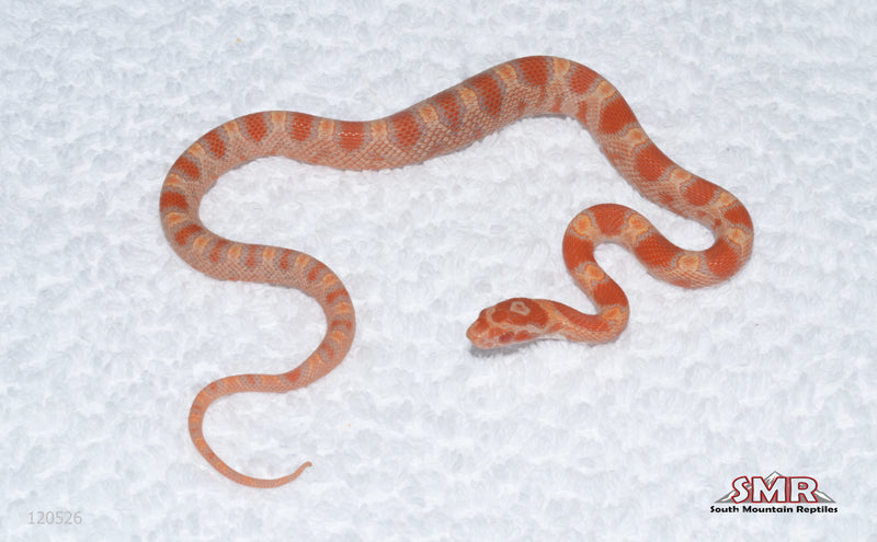 Buf Reverse Okeetee female