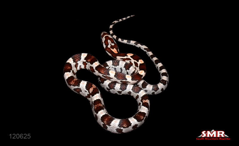 Miami Phase 13" Male for sale by South Mountain Reptiles