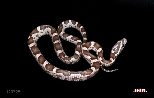 Specter 14" Female for sale by South Mountain Reptiles