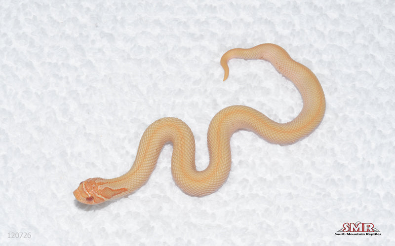 Albino Super Conda female