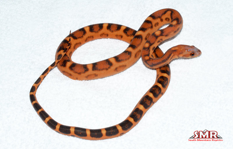 Scaleless Extreme Okeetee 22" Male