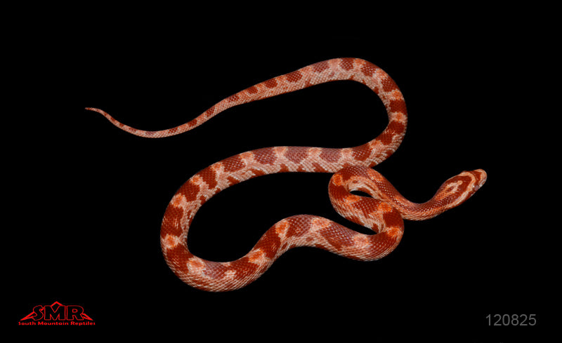Cherry White Hatch Fluorescent Amel 15" Female for sale by South Mountain Reptiles