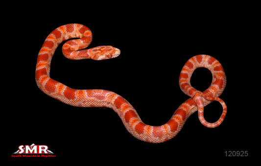 Inferno 12" Female for sale by South Mountain Reptiles