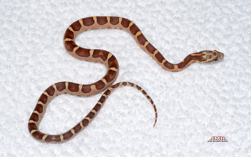 Microscale female